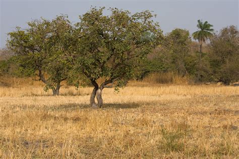 File:Kiang West savanna.jpg - Wikipedia