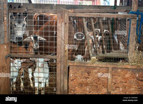 Menagerie Of Animals In A Barn Stock Photo - Alamy