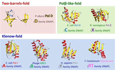 Crystal structure of PolD provides a novel paradigm for the ...