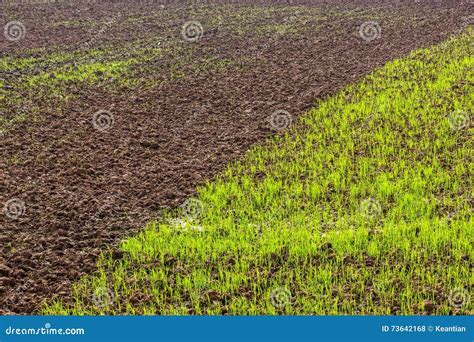 Lawn with Soil Preparation. Stock Photo - Image of countryside, pattern ...