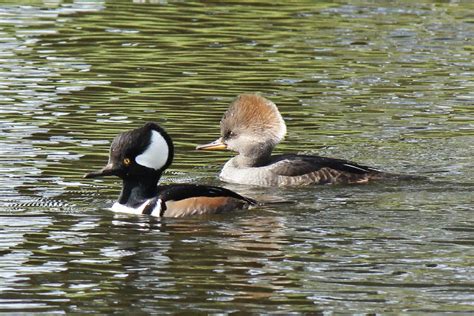 Joan and Dan's Birding Blog: Hooded Merganser