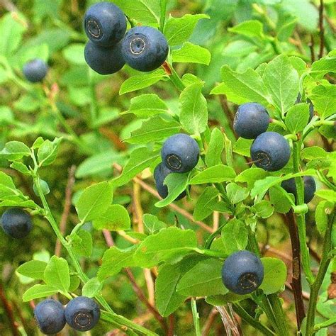 Vaccinium myrtillus, Bilberry in GardenTags plant encyclopedia