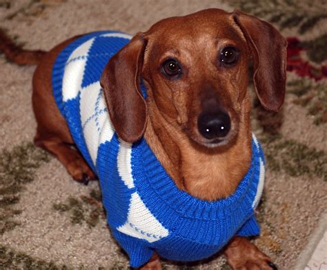 Dachshund Wearing Dog Sweater | Picture of Odie wearing a bl… | Flickr