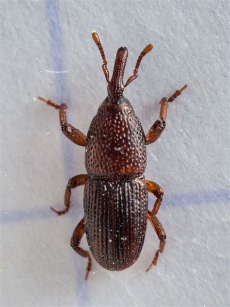 Grain Weevil: Identification, Life Cycle, Damage, Treatment, FAQs