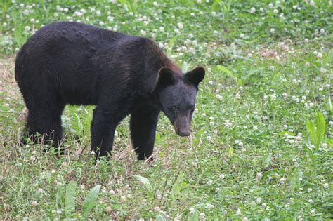 Louisiana black bears safe from hunting—for now