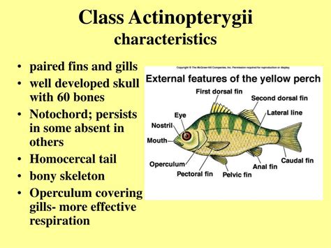 PPT - Superclass Osteichthyes bony fishes PowerPoint Presentation, free download - ID:64967