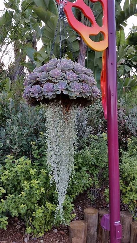 Turn Your Garden Into An Outdoor Aquarium With Succulent Jelly Fish ...