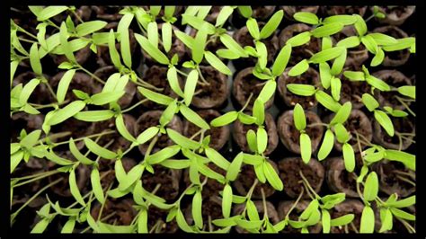 Tomato Seed Germination (Time Lapse) - YouTube