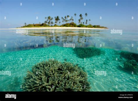 Coral Island, The Maldives, showing coral below water surface Stock ...