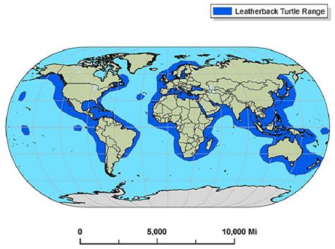 Habitat - leatherback sea turtle