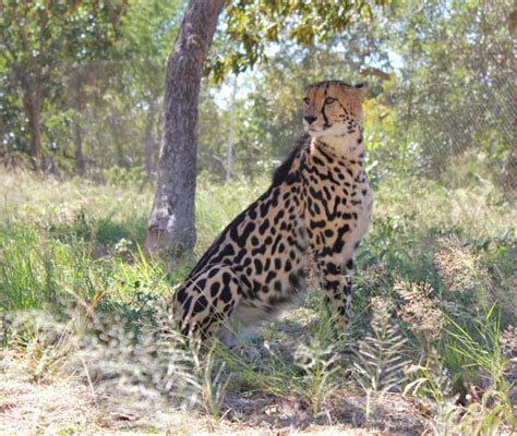 Two King Cheetah cubs born at the HESC! | HESC