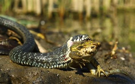 How Do Snakes Capture Prey? Methods Revealed