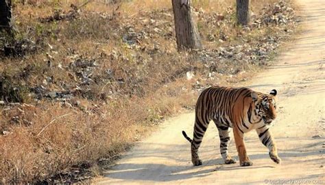 Best India Wildlife Adventure: Tiger Safari In India