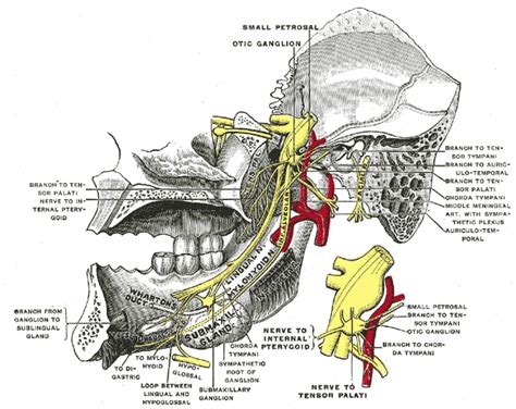 Facial nerve | Facial nerve, Dental images, Greys anatomy facts