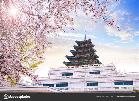 Gyeongbokgung palace with cherry blossom tree in spring time in Stock ...