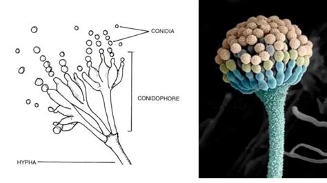 Deuteromycetes - Reproduction, Characteristics, Classification and Examples - Biology Notes Online