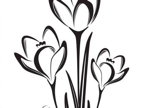 Crocus Flower Drawing | Free download on ClipArtMag