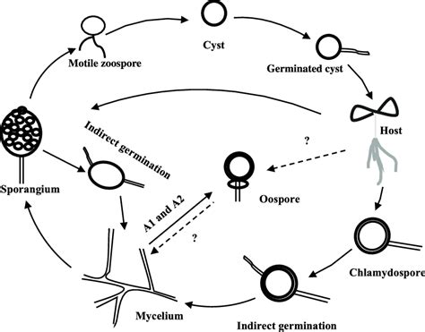 The life cycle of Phytophthora parasitica. | Download Scientific Diagram