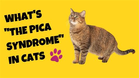 Understanding Pica Syndrome in Cats and How to Treat It - Cat's Knowhow ...