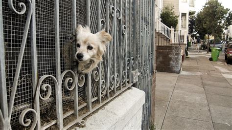 The pros and cons to installing a dog fence - MindxMaster