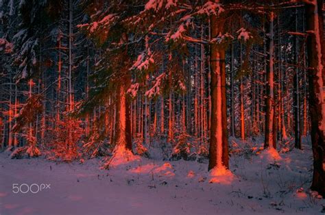 Sunset in the Snowy Forest, Ardennes - The photo of pine forest in snowy Ardennes (Belgium ...