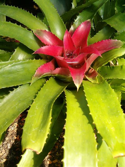 12 Bromeliad Types and How to Care for Them Indoors - GLIDETRACK