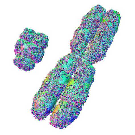 X And Y Chromosome Photograph by Alfred Pasieka