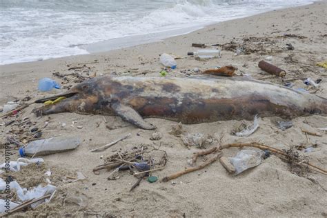 Dead young dolphin is washed up on the shore surrounded by plastic ...