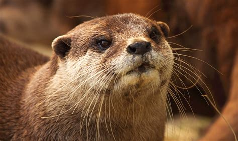 African Clawless Otter - Profile | Traits | Facts | Baby | Habitat | Pet - Mammal Age