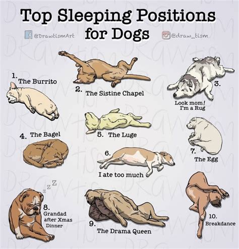 Top Sleeping Positions For Dogs - Comic - Shut Up And Take My Money