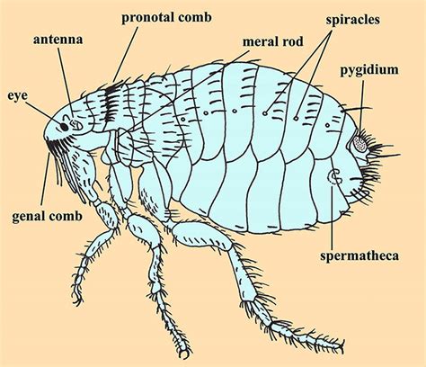 Fleas - Encyclopedia of Arkansas