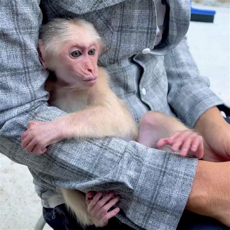 joy has not yet returned to chloe monkey family | joy has not yet returned to chloe monkey ...