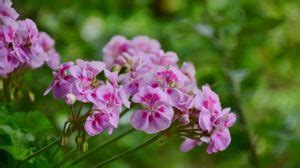 Geranium Flower – Meaning, Symbolism and Colors