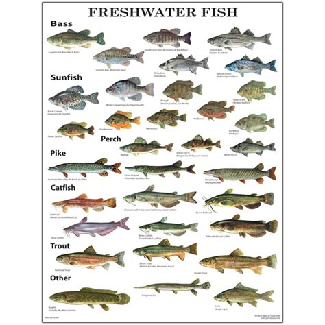 GMCO’s Freshwater Fish Poster Laminated – GMCO Maps