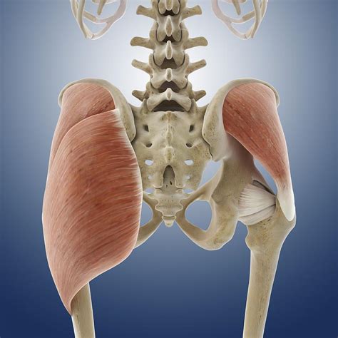 Muscles Of Buttock Hip And Pelvis Laminated Anatomy C - vrogue.co