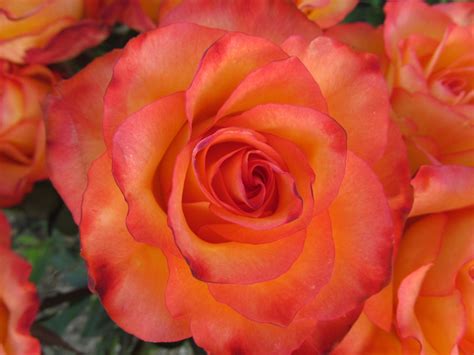 Download Orange Flower Close-up Flower Nature Rose HD Wallpaper