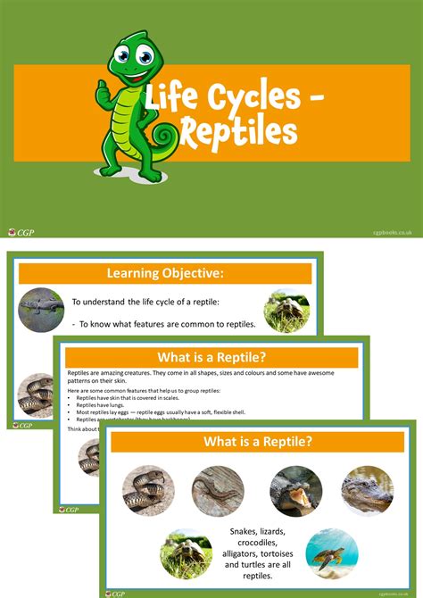 life cycle of a turtle ks2 - Benito Lott