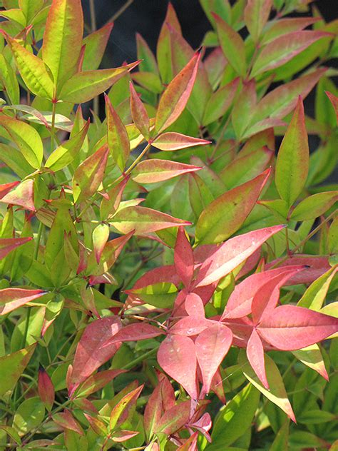 Moon Bay Dwarf Nandina (Nandina domestica 'Moon Bay') in Fayetteville Springdale Rogers ...