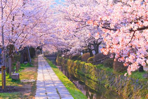 2018 Japan Kyoto Cherry Blossom Forecast And Best Viewing Spots ...