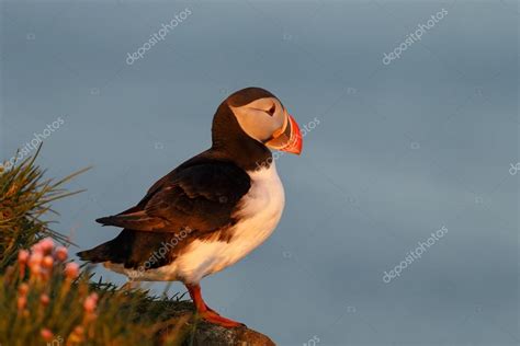 Puffin bird at Iceland — Stock Photo © MennoSchaefer #125613090