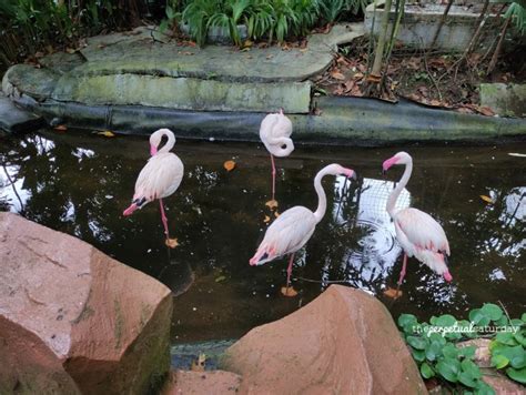 Everything You Need to Know Before Visiting Langkawi Wildlife Park - The Perpetual Saturday