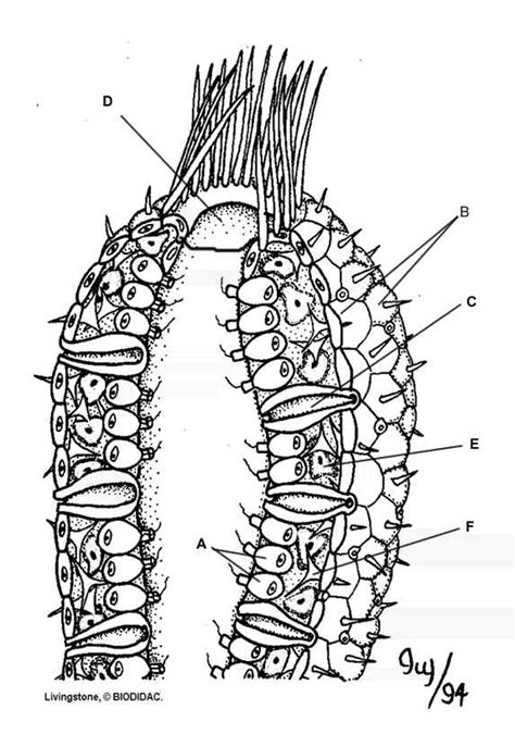 Porifera Diagram | Quizlet