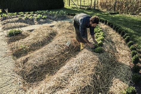 How To Choose The Best Mulch For Vegetable Garden | Constant Delights