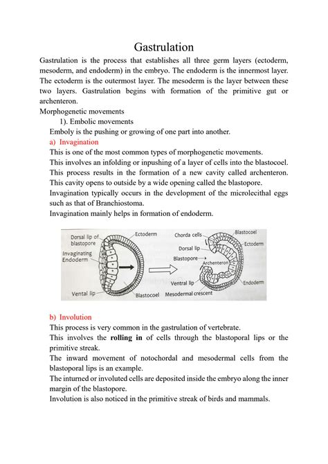 Human Gastrulation Animation