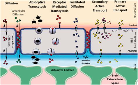 Understanding the brain uptake and permeability of small molecules through the BBB: A technical ...