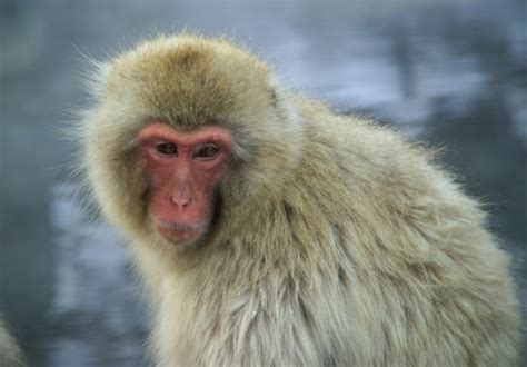 Images Gratuites : faune, mammifère, primate, babouin, une baignoire, Vieux singe du monde, Parc ...