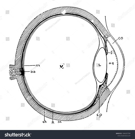 This Illustration Represents Eye Cross Section Stock Vector (Royalty ...