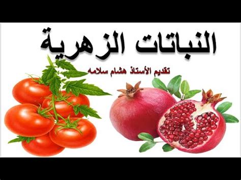 النباتات الزهرية - YouTube