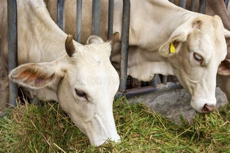 Beef Cattle Cow Livestock in Farm Stock Photo - Image of herd, agriculture: 131808192