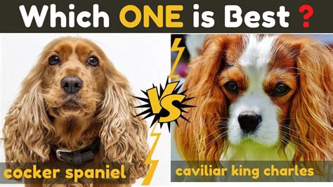 Cocker Spaniel vs Cavalier king charles spaniel - Comparison Between Two Dogs Breed - YouTube